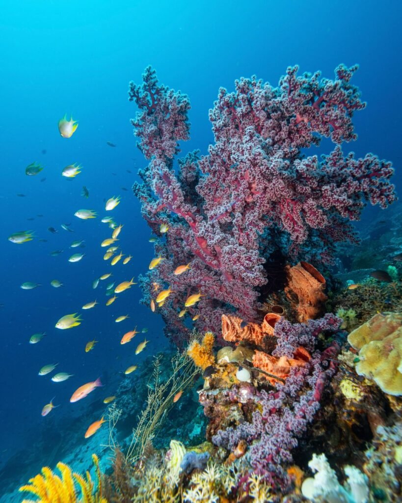 Por que o mar de Porto Seguro muda de cor?